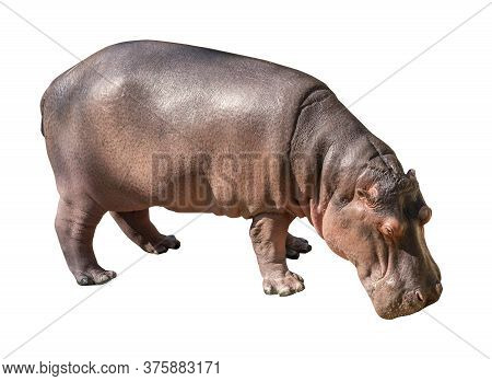 Isolated Hippopotamus On White Background, Side View Hippopotamus, Hippopotamus Head Down On The Gro