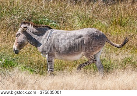 A Zonkey, A Cross Between A Donkey Mare And A Zebra Stallion