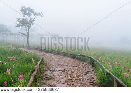 Path In Fog The Forest And Siam Tulip Garden On Sai Thong National Park, Chaiyaphum Province, Thaila