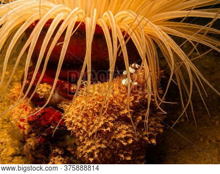 Sexy Shrimp, Thor Image & Photo (Free Trial) | Bigstock