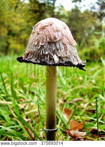 Close Up View Of A Shaggy Ink Cap (coprinus Comatus), Also Known As Judge's Wig, Showing The Ink Ris