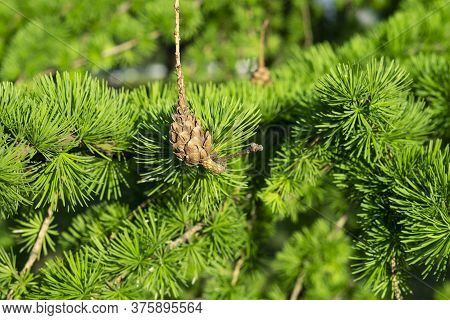 Closeup Of Larch Branches With Cones Lit By Sunlight. Copy Space