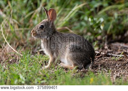 Profile Of A Cute Little Cottontail Rabbit Sitting In A Patch Of Grass On A Forest Floor As The Sun 