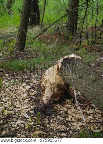 Damage Caused In The Forest By The Water By Beavers.  Broken Gnawed Trees. Felling Trees. Forest Bac
