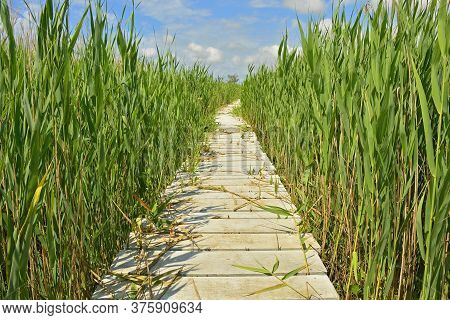 A Wooden Boardwalk In The Wetlands Of Isola Della Cona In Friuli-venezia Giulia, North East Italy