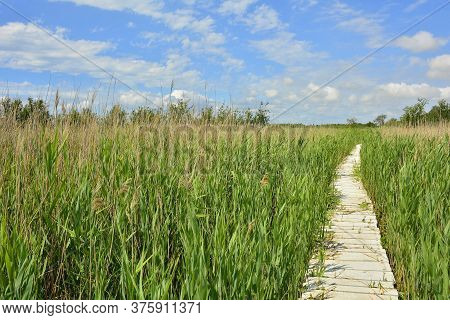 A Wooden Boardwalk In The Wetlands Of Isola Della Cona In Friuli-venezia Giulia, North East Italy