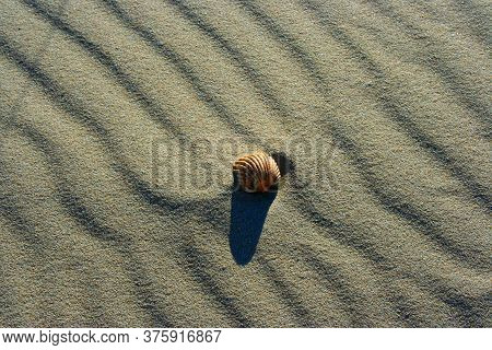 The Shell Of A Mollusk Is On The Sands Of A Windy Beach