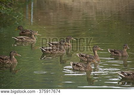 Flock Of Ducks Swimming In The Lake, Family, Spring, Reflections, Brown, Tranquility