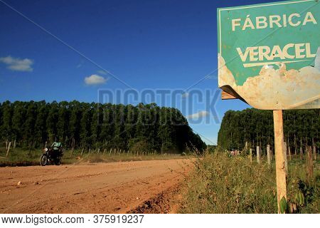 Eunapolis, Bahia / Brazil - November 26, 2010: Eucalyptus Plantation On A Veracel Celulose Farm In T