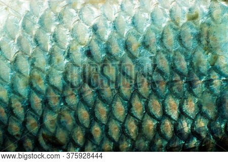 Closeup Of Rohu Fish Scales In Horizontal Orientation