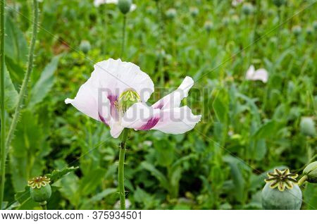 Close Up Of The Head Of An Opium Poppy, Latin Name Papaver Somniferum, Growing In A Field In Hampshi