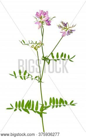 Securigera Varia Or Coronilla Varia, Commonly Known As Crownvetch Or Purple Crown Vetch. Isolated On
