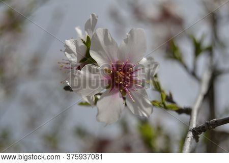 Spring At Its Peak Of Flowering.
Showing A Tree Completely Full Of Flowers And In This Way Decoratin