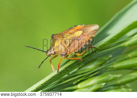 Brown-yellow Insect Carpocoris Purpureipennis On Green Blades Of Grass