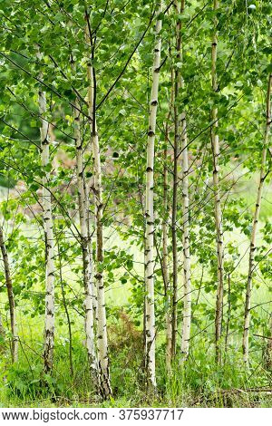 Birch Grove, Young Trees With Spring Juicy Greenery
