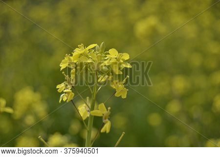 Colorful Field Of Yellow In Madrid.\n\nteaching Flowers Throughout The Frame.\n\nthe Spring