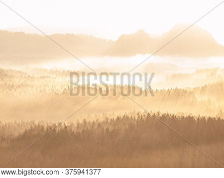 Shinning Gentle Mist In Forest Land. Evergreen Coniferous Trees In An Ethereal Landscape With Low La