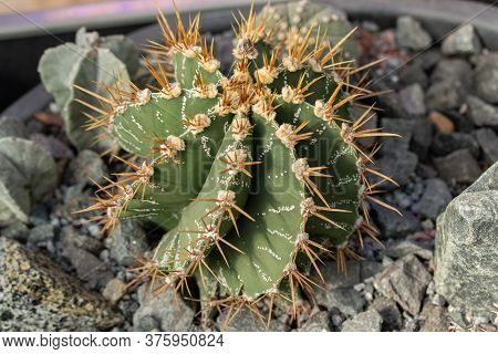 Astrophytum Cactus Growing Among Stones. Beautiful Little Sprout Of A Mexican Cactus With Yellow Nee