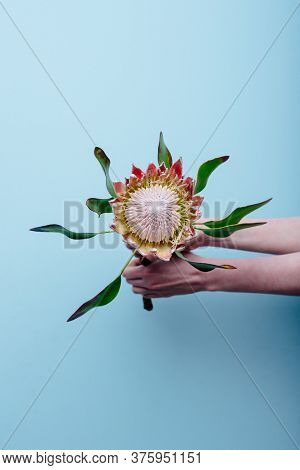 Protea In The Hands Of A Woman Florist On A Blue Background.