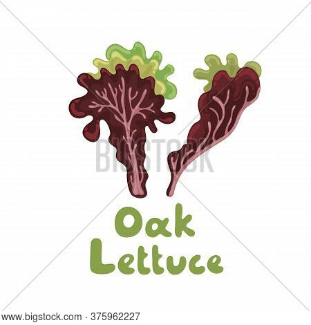Oak Leaf Lettuce Salad Leaves, Healthy Organic Vegetarian Food. Vector Stock Illustration On A White