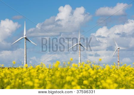 Olandese Windturbines dietro A giallo Coleseed campo