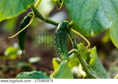 Cucumber Gherkin Fruit Cucumis Sativus Plant Hanging On The Trellis In Summer Kitchen Garden