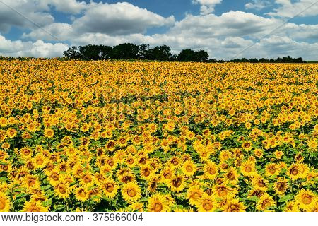 Sunflower Field Landscape, Yellow Flower Heads In Bloom