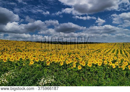 Sunflower Field Landscape, Yellow Flower Heads In Bloom