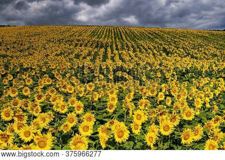 Sunflower Field Landscape, Yellow Flower Heads In Bloom