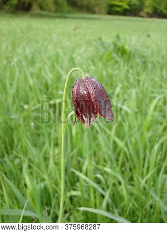 Morning Lonely Red Flower In The Dew On A Background Of Green Field. Foreground