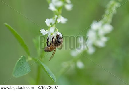 Little Funny Striped Fly Eats Nectar On A Fresh Beautiful Melilot Flower