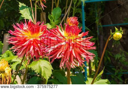 The Large Flowers And Bud Of An Aitara Bronwyn Dahlia. This Herbaceous Fimbriated Laciniated Perenni