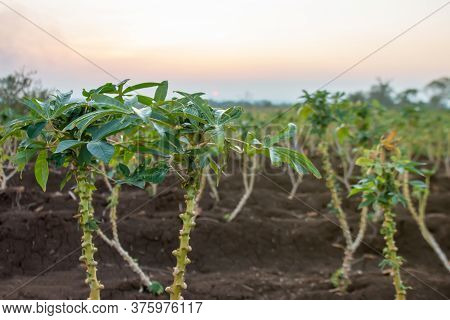 Cassava Tree Growth In Planting Farm, Manioc Or Tapioca Planting Field