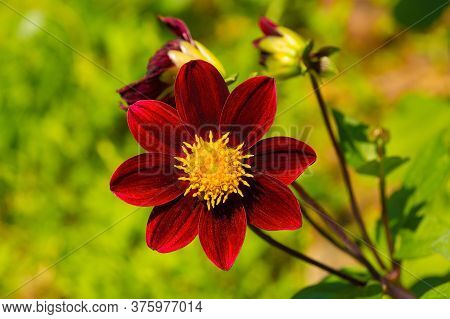 A Bishop Of Auckland Dahlia, Commonly Called A Single Flowered Dahlia, A Perrenial Tuber Growing In 