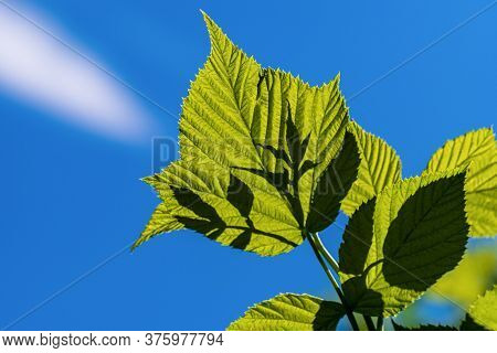Beautiful Green Leaves Of Rose Plant In Sun Light