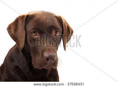 Hnědý Labrador hledá smutný