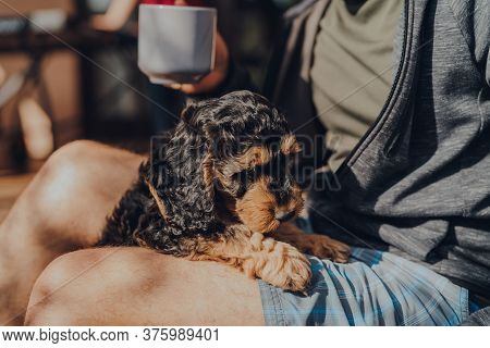 Cute Two Month Old Cockapoo Puppy Climbing Onto The Owners Lap On A Sunny Day, Selective Focus.