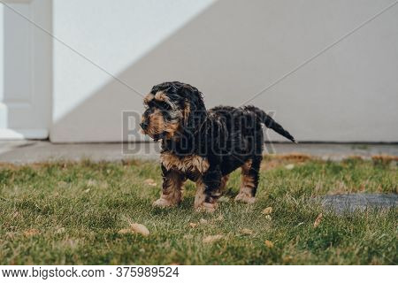 Side View Of A Cute Two Month Old Cockapoo Puppy Standing On Green Grass In The Garden, Selective Fo