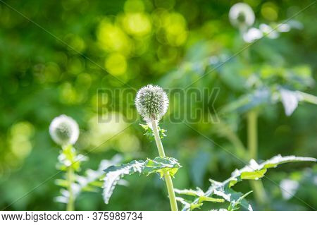 Unusual Fluffy Echinops Ritro Plant