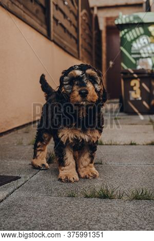 Portrait Of A Cute Two Month Old Cockapoo Puppy Standing In The Shade On A Patio, Looking At The Cam