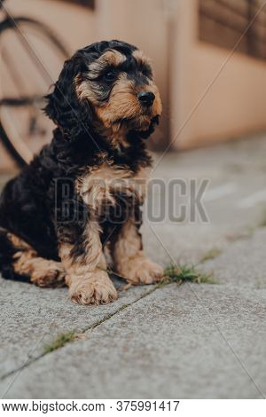 Portrait Of A Cute Two Months Old Cockapoo Puppy Sitting On The Patio, Looking To The Side, Selectiv
