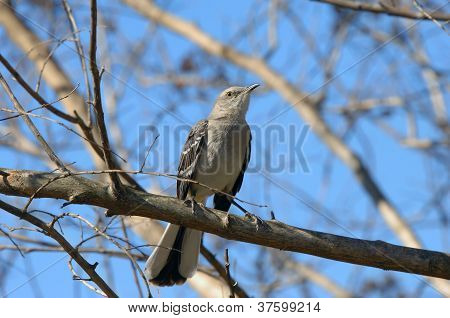Arkansas Mocking Bird
