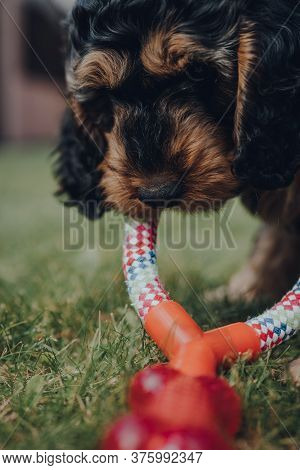 Close Up Of A Cute Two Month Old Cockapoo Puppy Playing With A Rubber And Rope Toy In A Garden, Sele