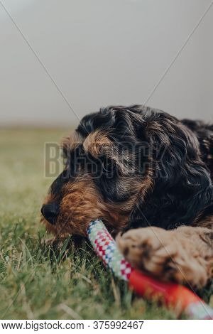 Close Up Of A Cute Two Month Old Cockapoo Puppy Playing With A Rubber And Rope Toy In A Garden, Sele