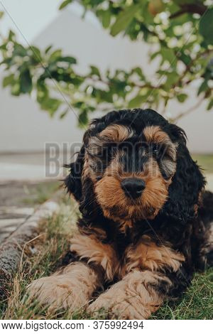 Portrait Of A Cute Two Month Old Cockapoo Puppy Relaxing Under A Tree In The Garden, Looking At The 