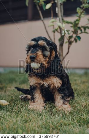 Cheeky Two Month Old Cockapoo Puppy Sitting In A Garden With A Ball In His Mouth, Looking At The Cam