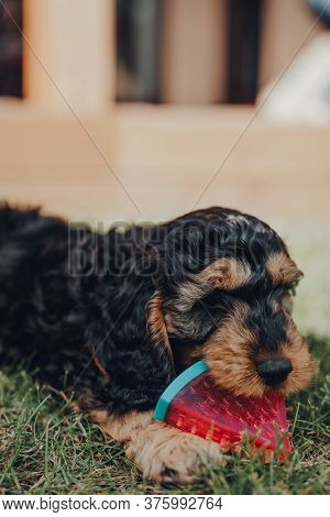 Close Up Portrait Of A Cute Two Month Old Cockapoo Puppy Playing With A Watermelon Slice-shaped Chew