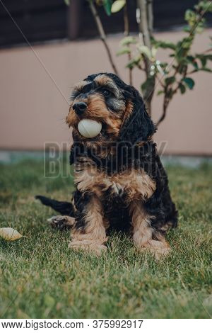 Cute Two Month Old Cockapoo Puppy In A Garden, Holding Ping Pong Ball He Stole While The Owners Were