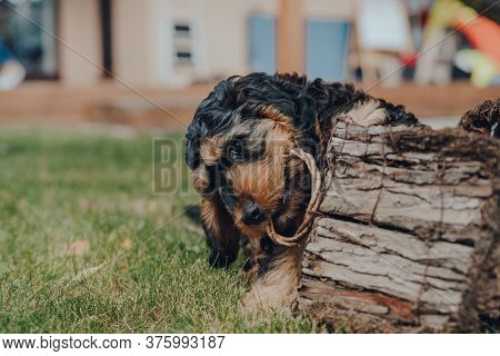 Cheeky Two Month Old Cockapoo Puppy Chewing A Wooden Bird House In The Garden, Selective Focus.