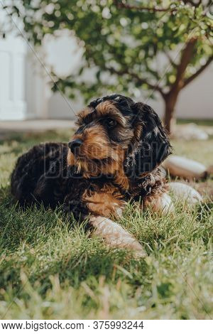 Portrait Of A Two Month Old Cockapoo Puppy Relaxing On A Grass In The Garden, Looking To The Side, S